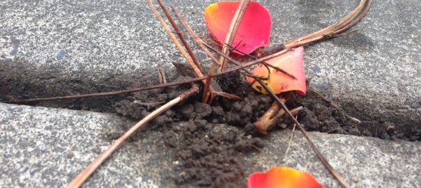 Earthworms Can Awaken Us to Ecological Change