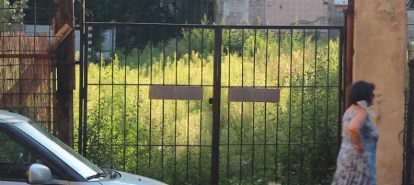 Let go of some urban domestication: How would you convince the mayor to re-wild the city?
