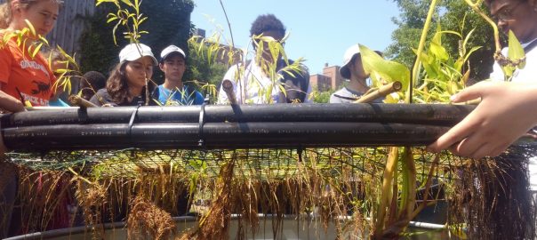 Sewage Eating Floating Islands: Operationalizing “Urban Ecosystem Justice”