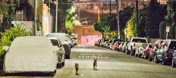 Nature in the City—An Urban Adventure