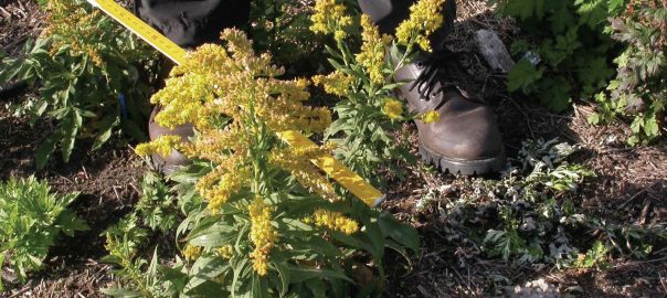 Island Life: Urban Habitats as Theaters for the Evolution of Biodiversity