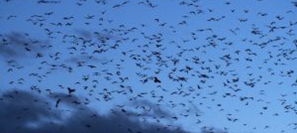 Crows of Vancouver: The Middle Way Between Biophobia and Biophilia