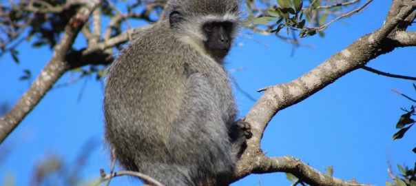 On Paschal Mysteries, Primates and Conflagration: Notre Dame and the Ecological Disenfranchisement of Western Civilization