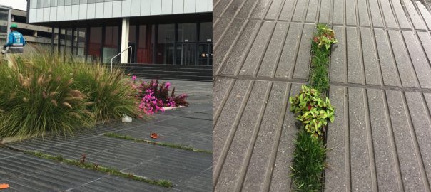 As a landscape architect, how do you interpret the word “biodiversity”? How does this meaning find expression in your design?