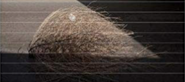Plastic Bag as Tumbleweed: Poetic Observations of the Everyday Around Us