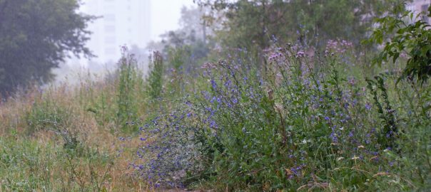 Inspiring District Residents, Specialists, and Government Officials to Work Together to Create a Park That Would Sustain Biodiversity and Meet People’s Desires