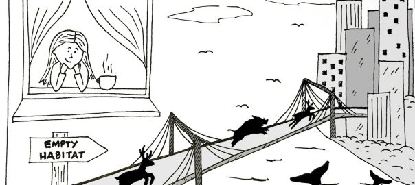 People Staying Home, Wildlife Occupying the Streets: Lessons from COVID-19 Lockdowns