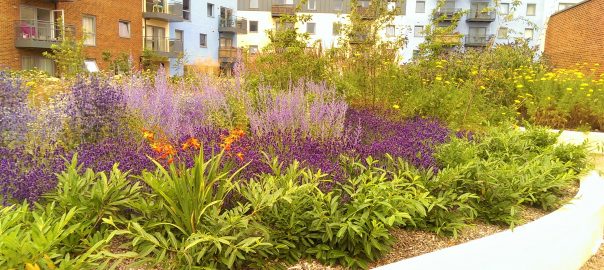 Native Versus Non-native: Which Plants are Best for Biodiversity?