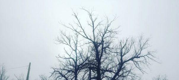 To Live in Companionship with Trees, Plants, Rivers, and Mountains