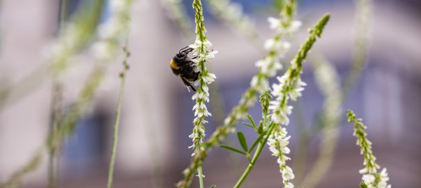 Why Would the Economy Need Biodiversity?