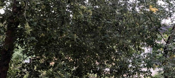 What is One Tree Worth?