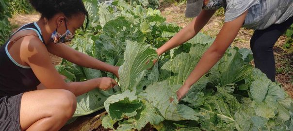 Opportunity in Crisis: Ecojustice Education for Pandemic Resilience 