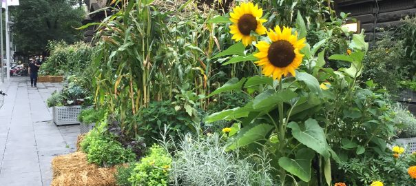 Putting Nature First: Driving Actions for Nature in Cities