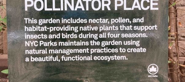 What actions are successful in activating cities to implement urban biodiversity conservation policies, campaigns, and projects?