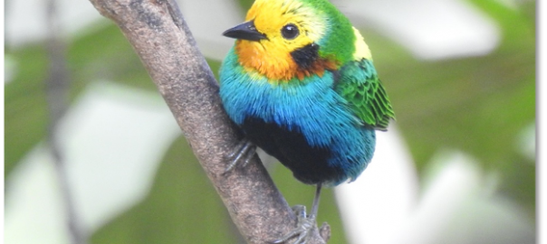 Is Cali the City with the Most Birds in the World?