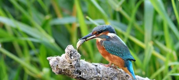 Auto-rewilding Birdlife Along the Bath River Line