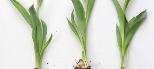 Can we enable better decision-making when it comes to urban plant selection and preparation? Does urban ecology and the horticulture industry need to be better engaged with each other?