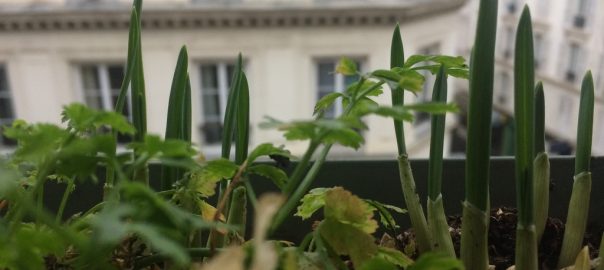 Can Permaculture Save the World?