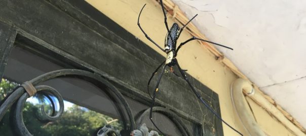 Urban Spiders – Fuzzy Friends or Fearsome Foes?