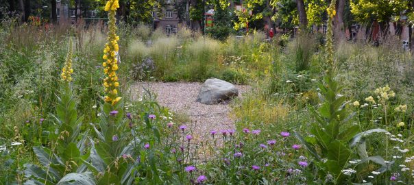 Natives in Exile—The Experience We Had Creating a Flower Garden Featuring Endemic Plant Species in the City