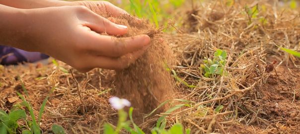 A Nonprofit Organization Creates Mini-forests in Public Schools in São Paulo Using the Miyawaki Method