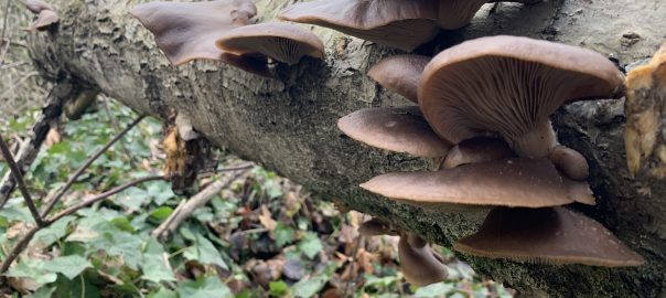 Partnering With Fungi and Soil for Better Futures