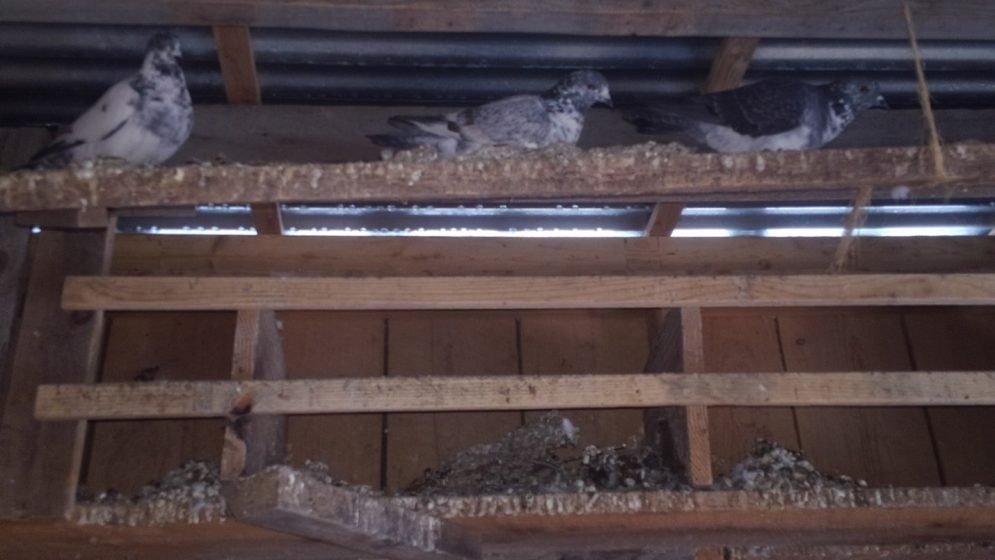 A picture of multiple mottled grey doves nesting on wooden slats inside of a large box