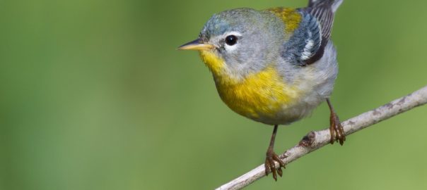 Can Neighborhoods Provide Breeding Habitat for Interior-Forest Specialist Birds? Yes