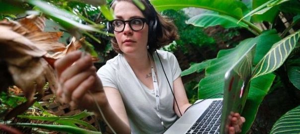 Composing an Entropic Symphony from the Sounds of Plants About to Be Displaced