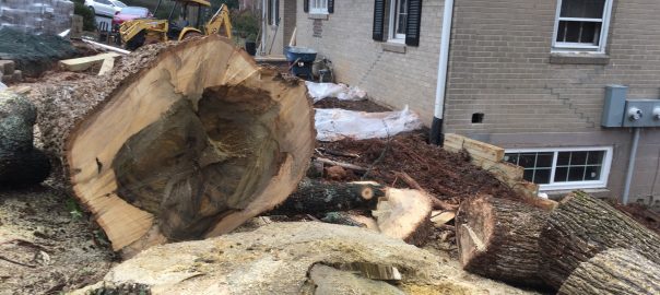 A New Tree Ethic: What If Trees Really Mattered?
