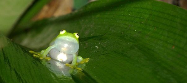 When You Sing You Want Noise and Bright Lights? Singing Behavior of Urban Frogs