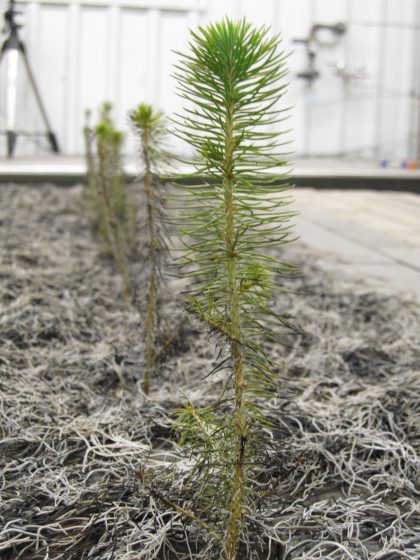 Small pine saplings grow in a controlled environment with a camera tripod in the background.
