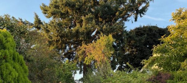 On The Psychology of Trees and How to Change It