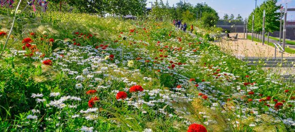 Creating Biodiverse Australian Cities: Terminology, Aesthetics, and Acceptance