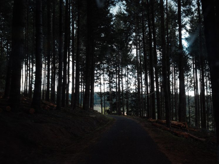A picture of a dense forest backlit creating deep, black shadows of trunks and foliage