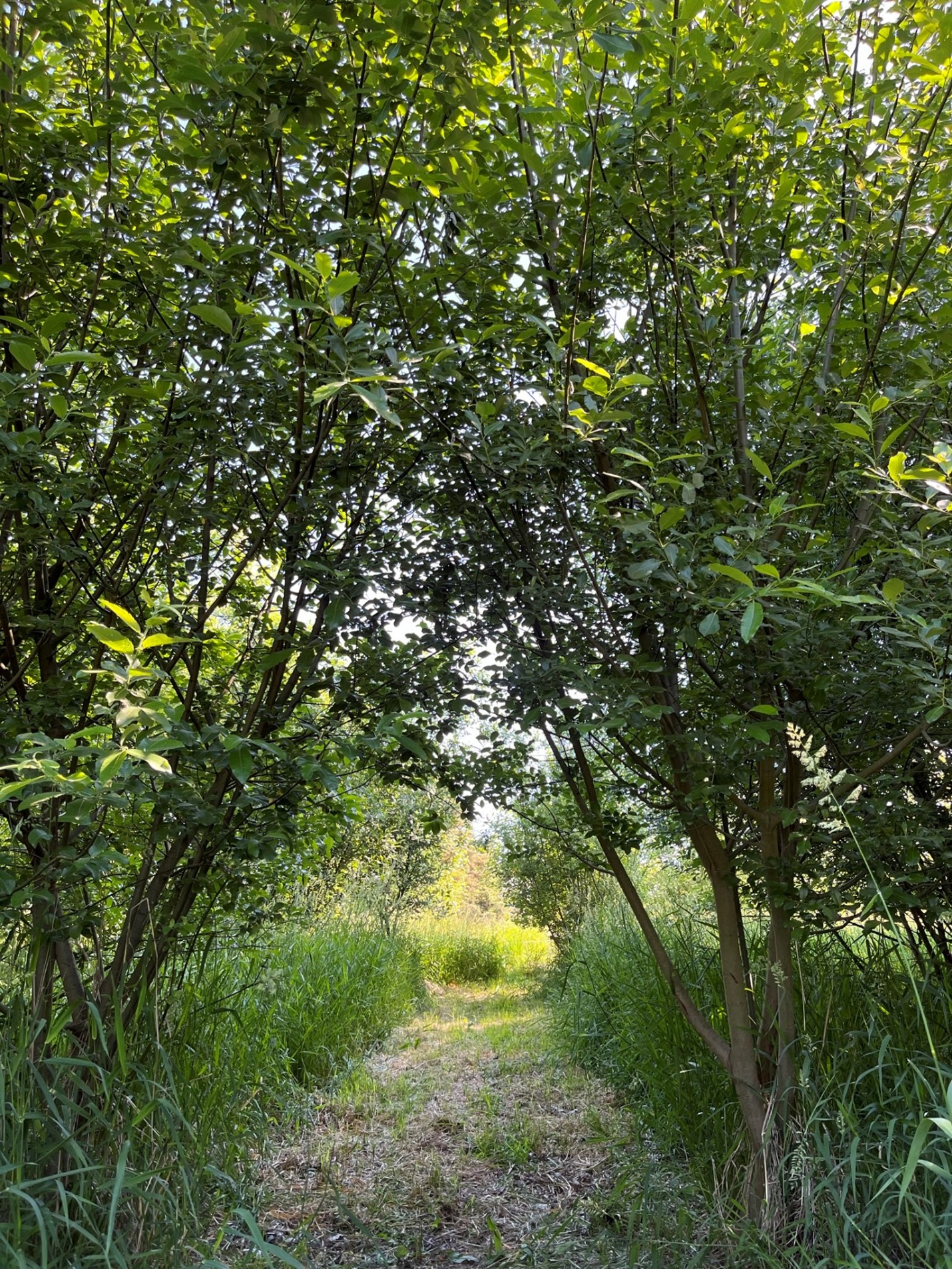 A tree covered path leading towards a field