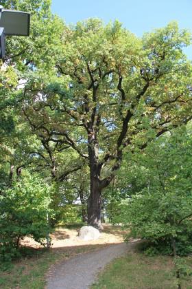 Old oak tree. Photo: Maria Ignatieva