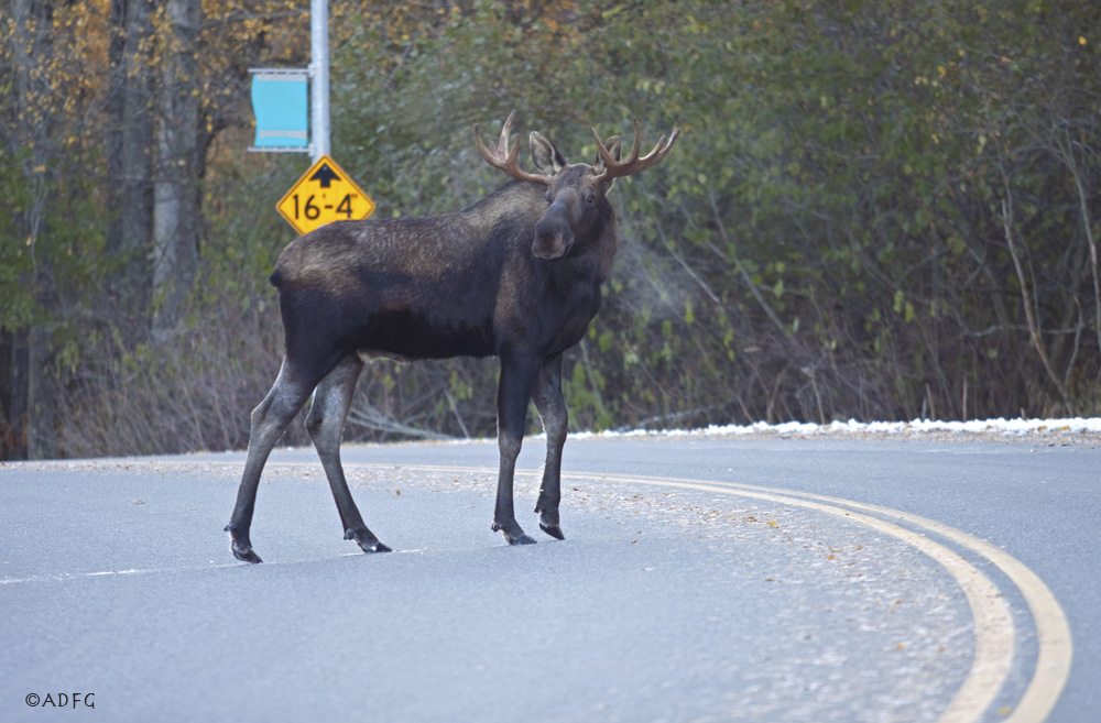 Close Encounters of the Moose Kind – The Nature of Cities