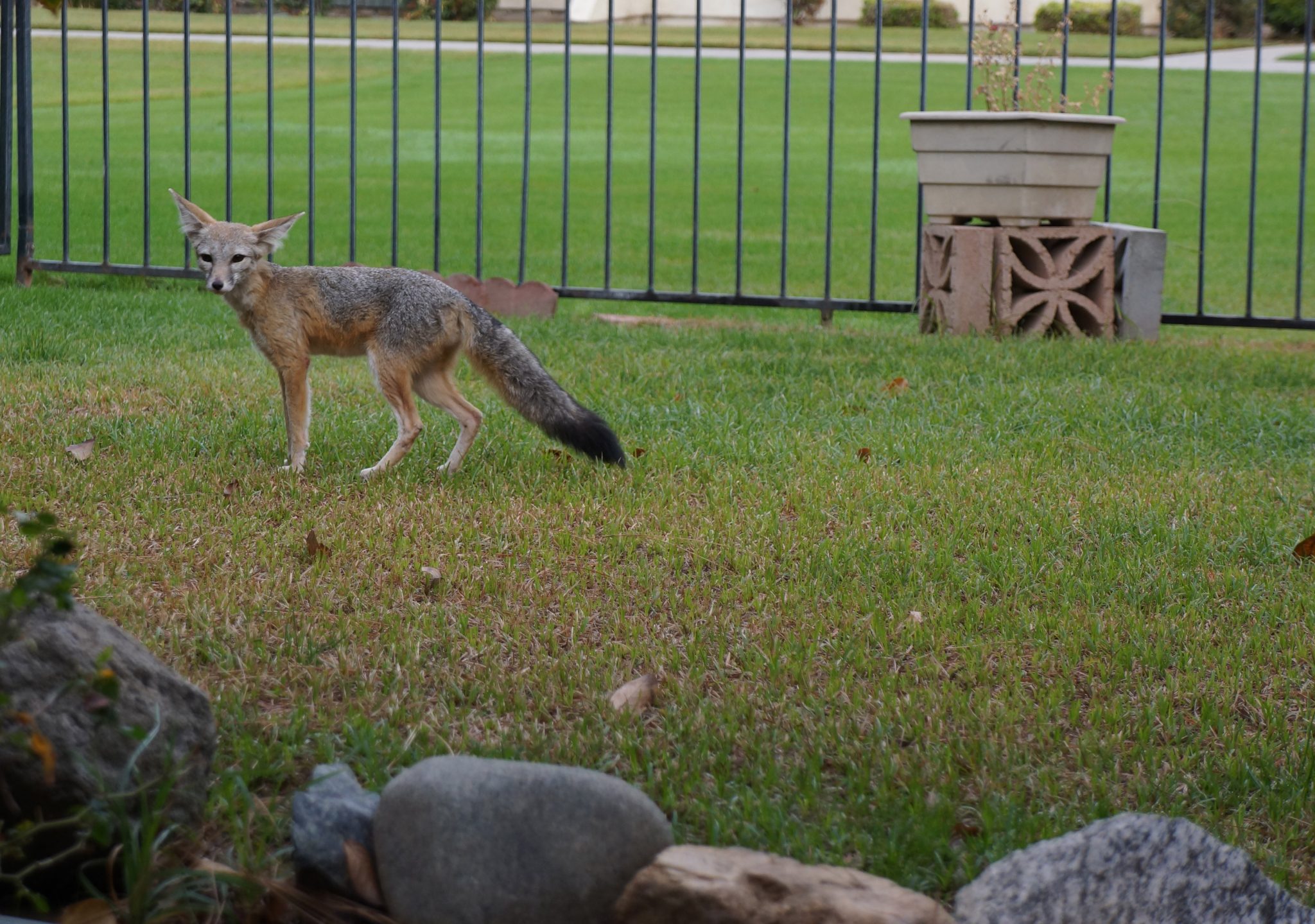 how-a-little-endangered-fox-found-sanctuary-in-a-california-oil-town