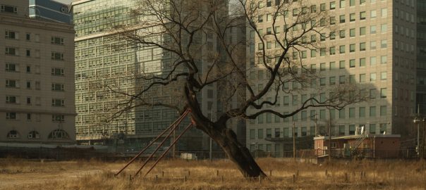 The Survivor Tree — Urban Forestry South