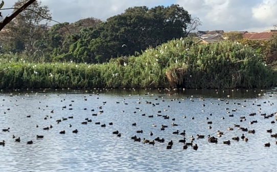 Closest Wetland To Me Avoid Pitfalls And Expand The Promise Of Urban Wetlands For Biodiversity: A  Tale Of Three Urban Wetlands – The Nature Of Cities