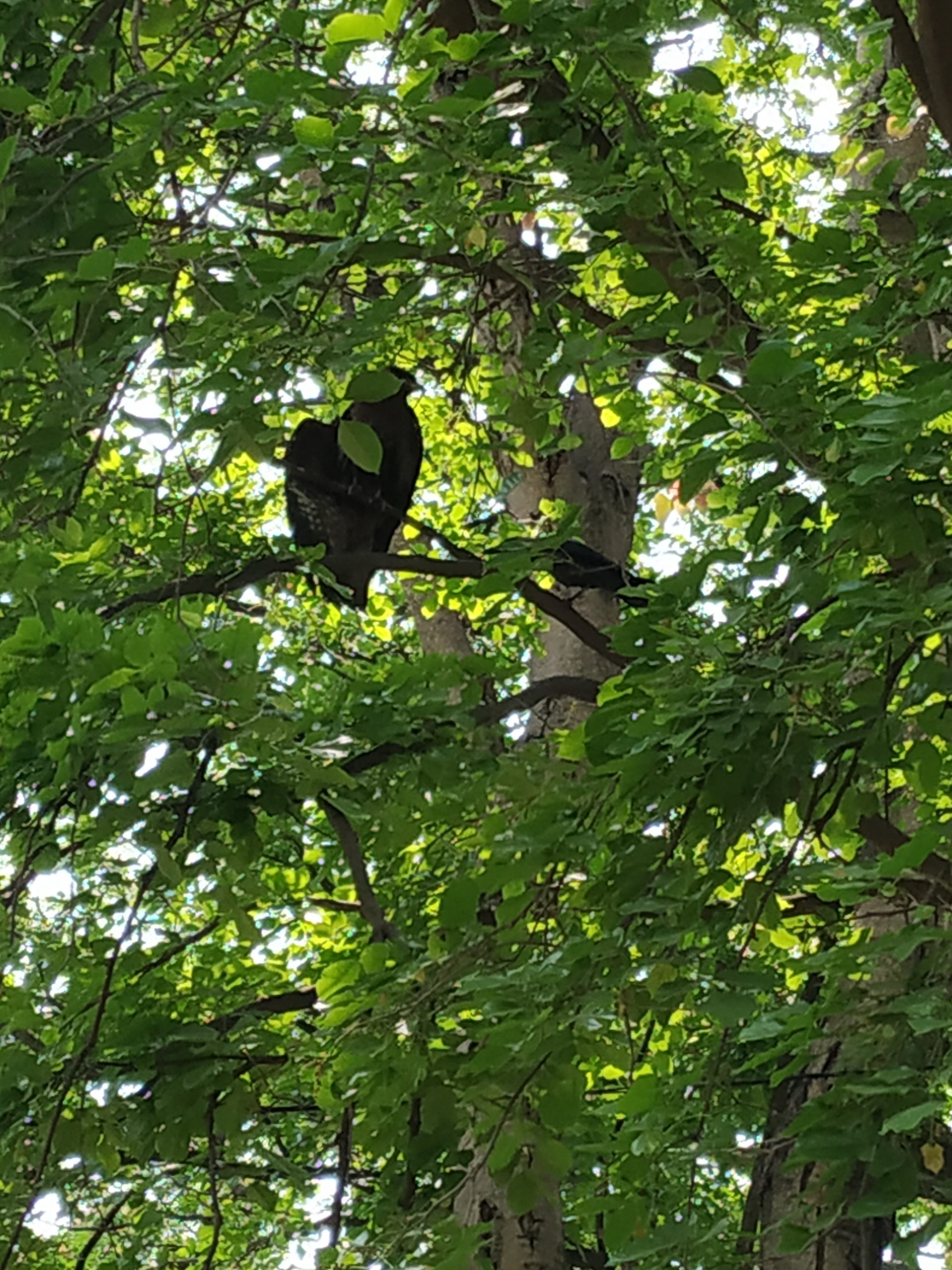 A large black bird sitting in a tree