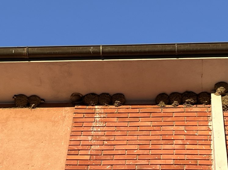 A wall with several house martin nests made up underneath the roofline 