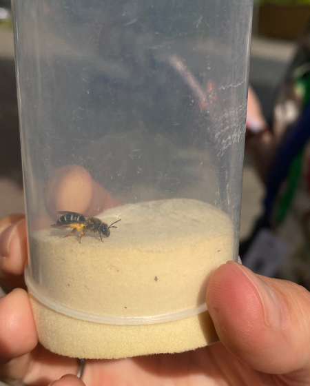 A picture of a wasp in a plastic cup with sand in the bottom