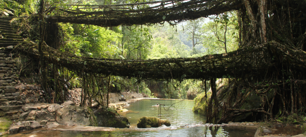 A picture of a root bridge over a river