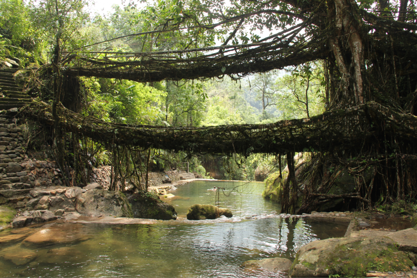 A picture of a root bridge over a river