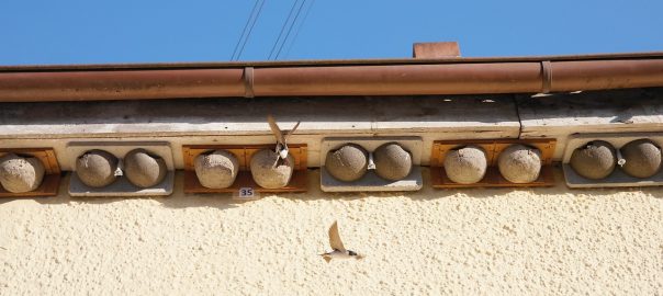 A wall with several house martin nests made up underneath the roofline