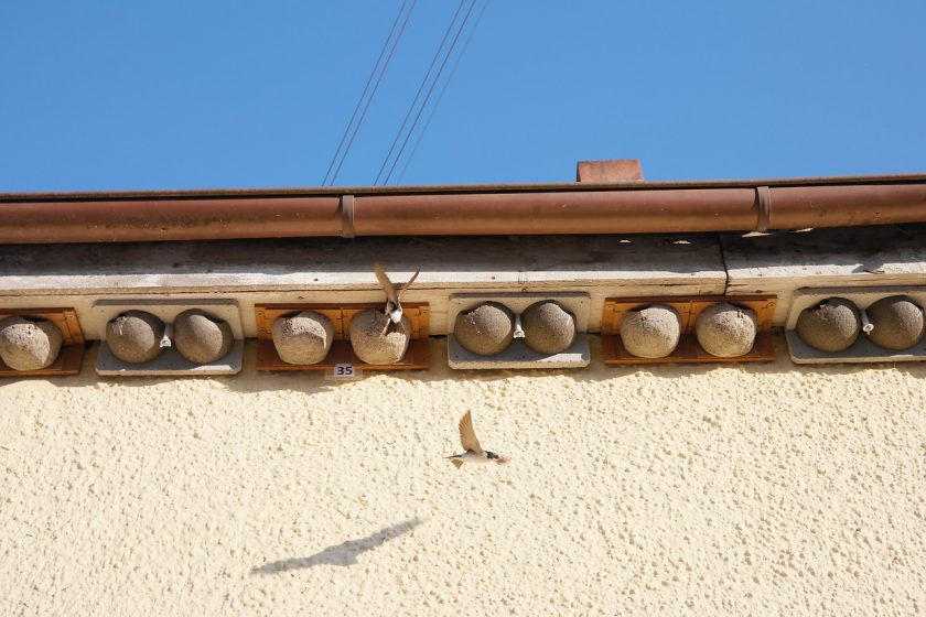 A wall with several house martin nests made up underneath the roofline