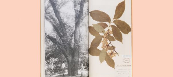 An open book with a picture of a tree and pressed leaves