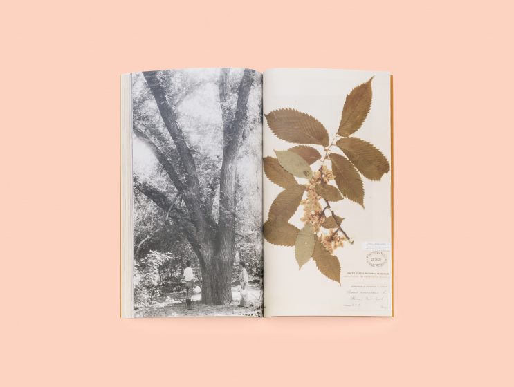 An open book with a picture of a tree and pressed leaves